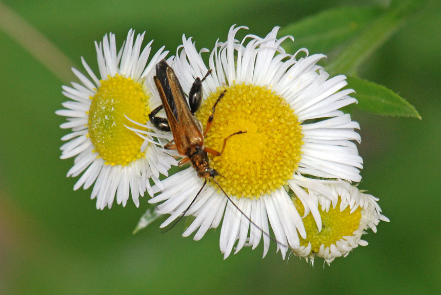 Oedemera da Id. Oedemera podagrariae